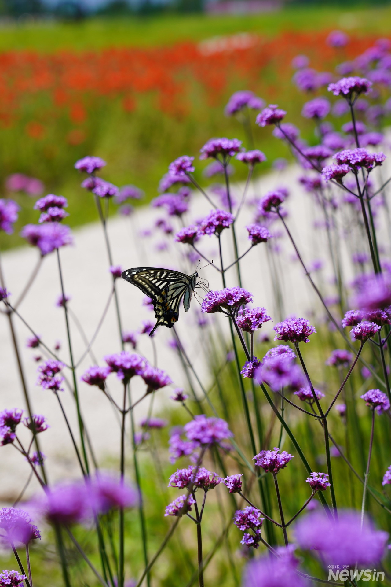 꽃이 있는 곳에는 나비가 있고 남자가 있는 곳에는 여자가 있기 마련이다