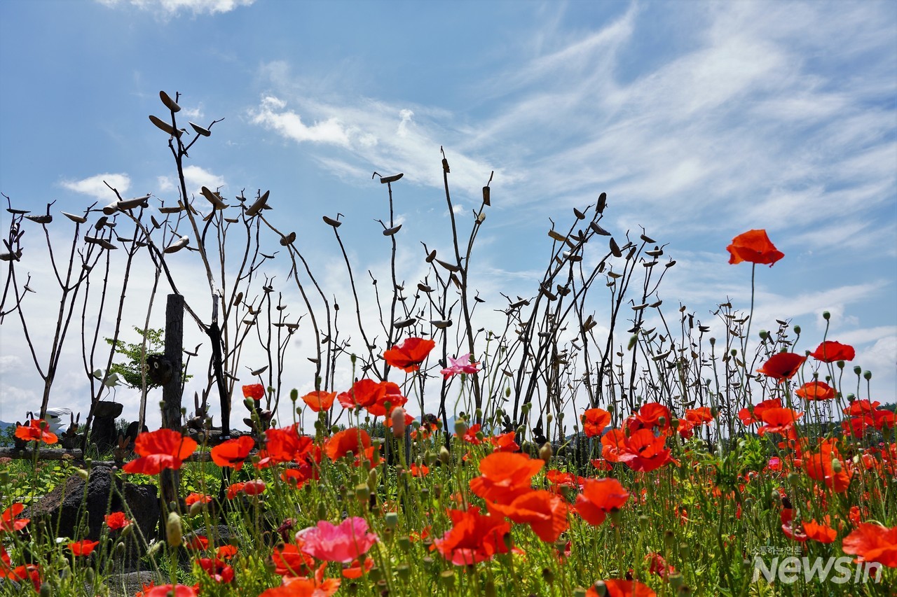 꽃양귀비와 파란하늘 사이에 솟대가 있는 풍경은 그림이다