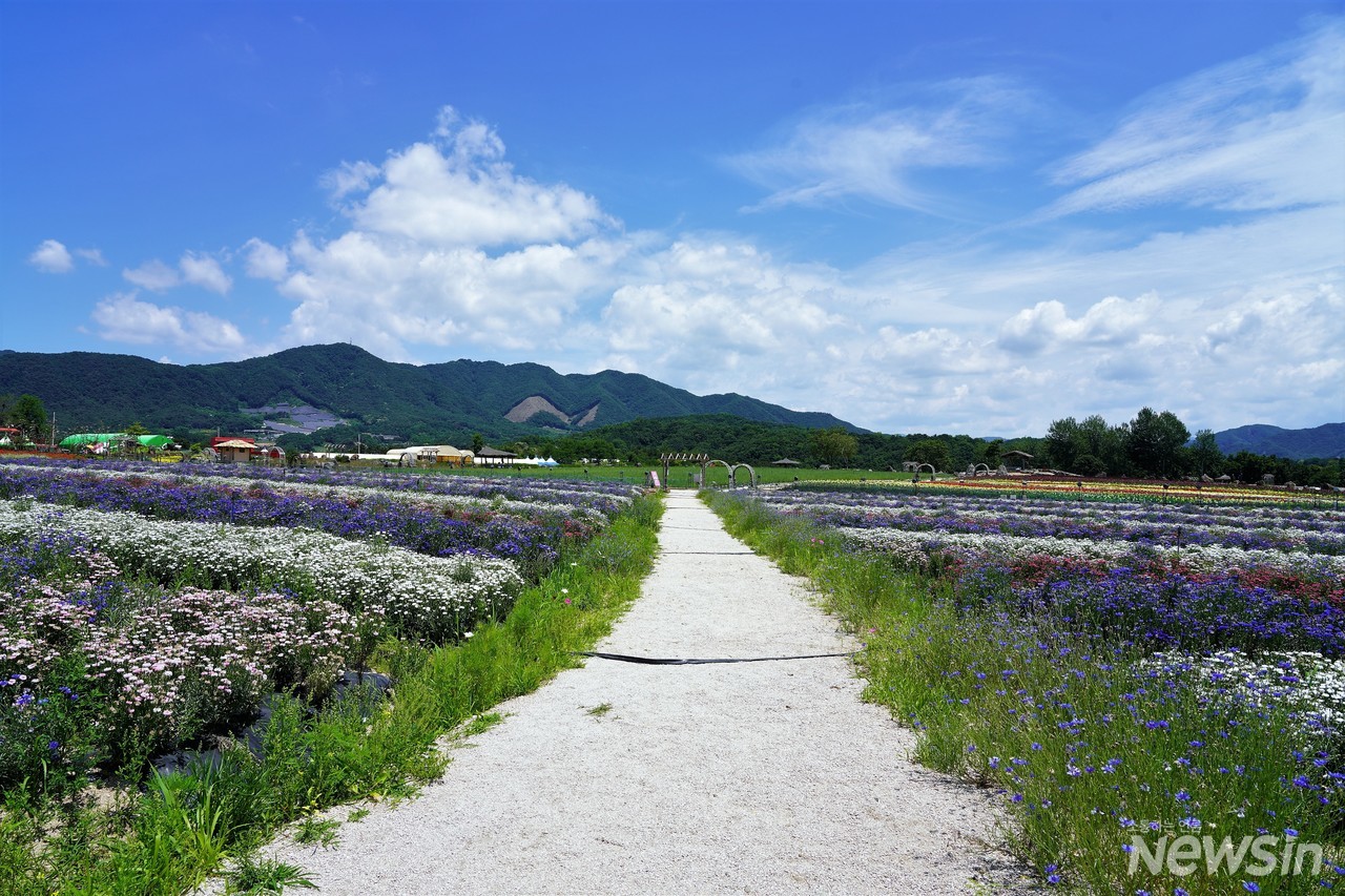 초여름 풍경이 아니라 가을 같은 풍경이다