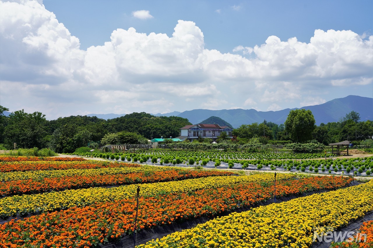 황금색 메리골드가 너무나 아름답다