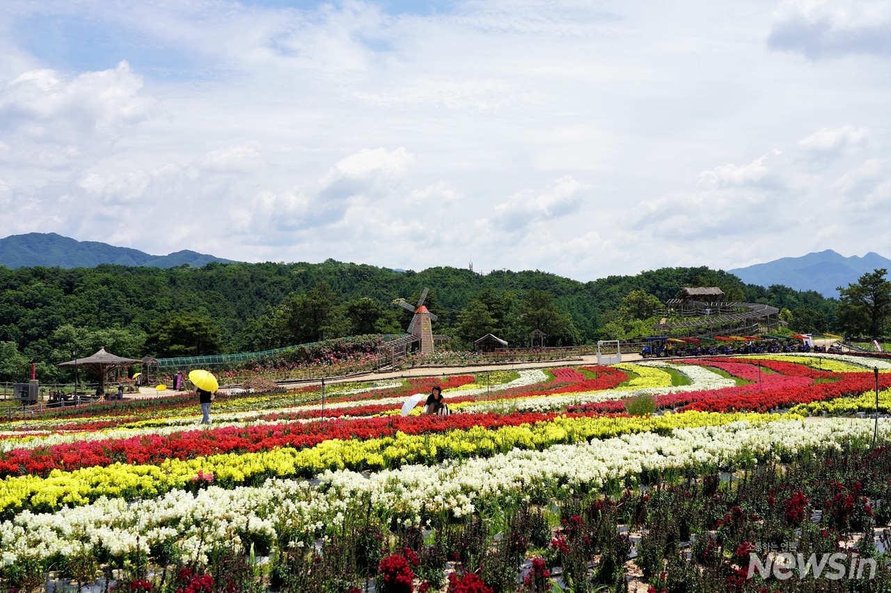 꽃밭에서 어느 부부가 봄추억 만들기 한창이다
