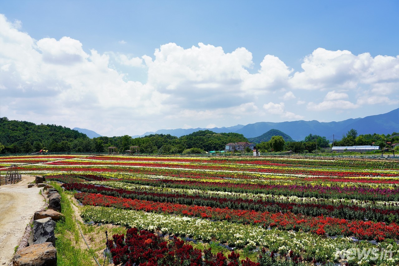 올 가을에는 지금보다 더 아름다운 꽃들이 우릴 기다리고 있겠죠