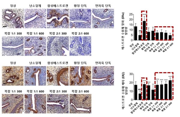 [사진설명] [사진설명] 황정∙연자육 복합 투여군은 대조군들에 비해 ERα 발현을 억제하고 ERβ 발현을 촉진하는 것으로 나타났다