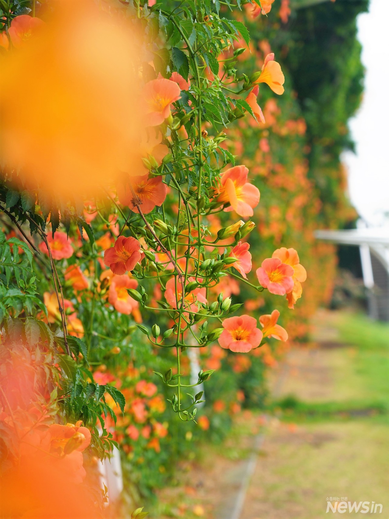 서울지역의 대표적인 능소화 명소인 서울 뚝섬한강공원에 능소화가 활짝 피었다 (사진=오병철 기자)