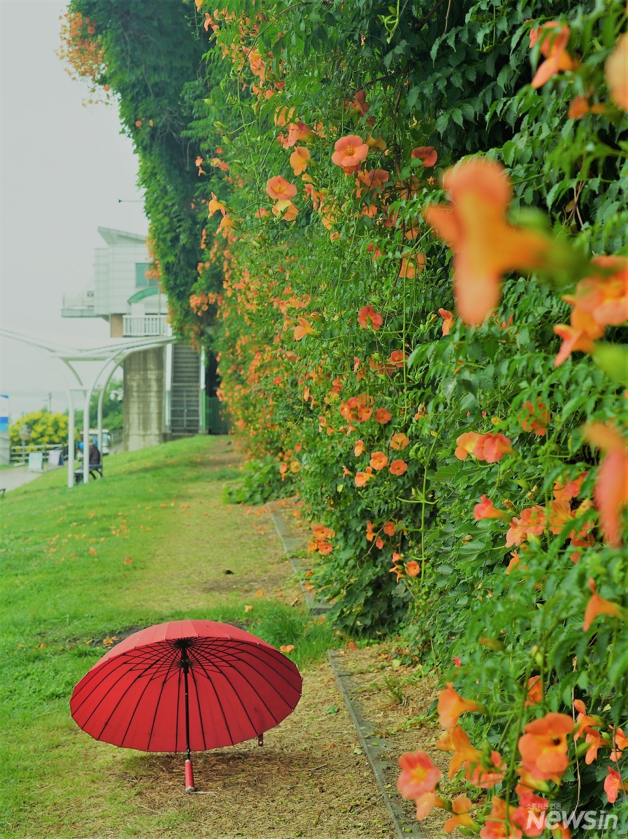 빨강 양산과 능소화가 너무나 멋지게 어울린다