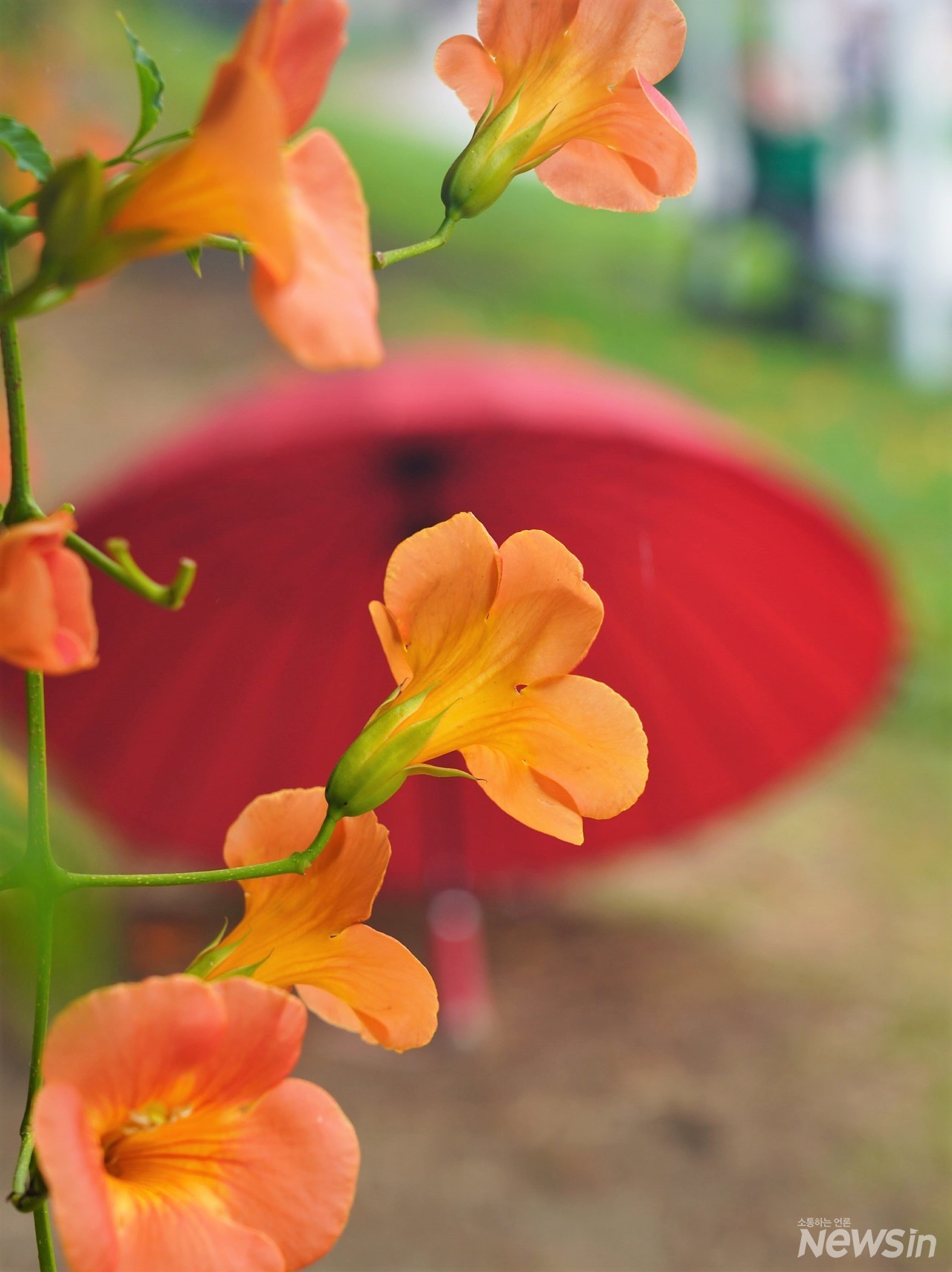 빨강 양산을 배경으로 핀 능소화는 사랑하는 사람의 미소같다