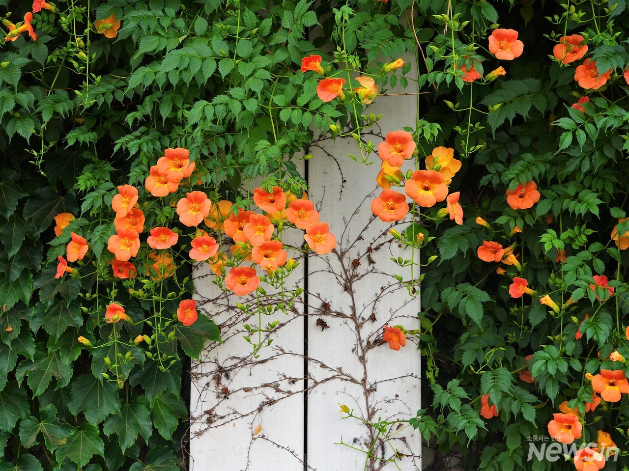 담쟁이와 능소화가 어우러져 한폭의 그림이 되었다