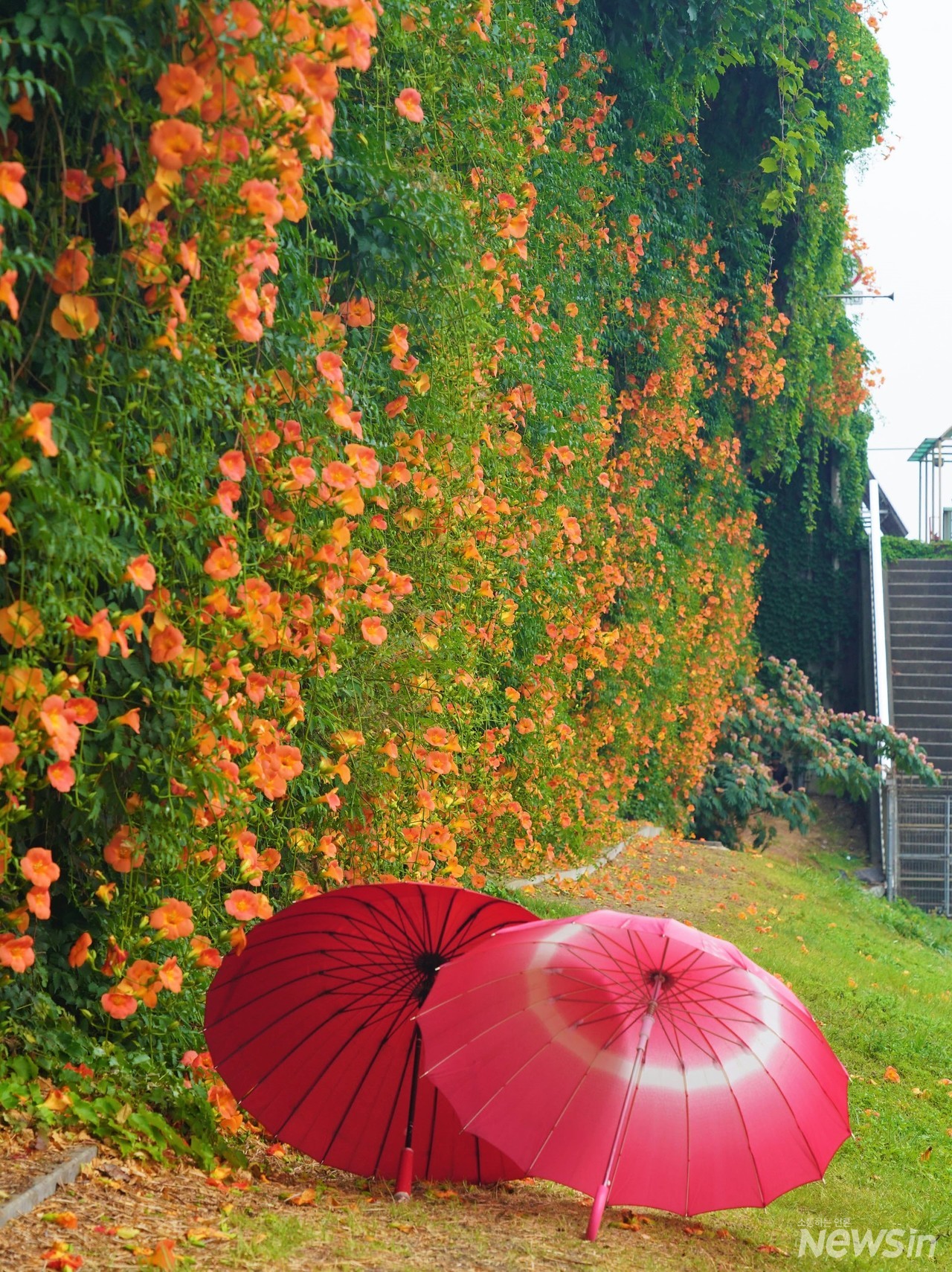 능소화는 비오는 날에 사진을 찍어야 제대로 나온다