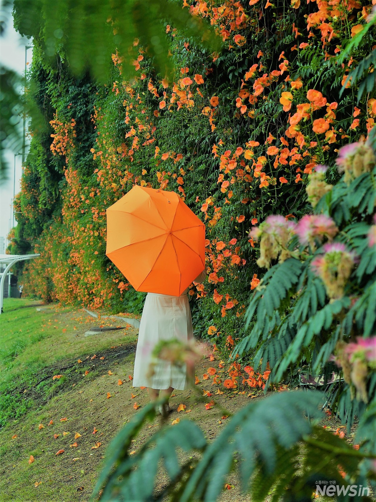여인의 뒷모습이 능소화처럼 곱다
