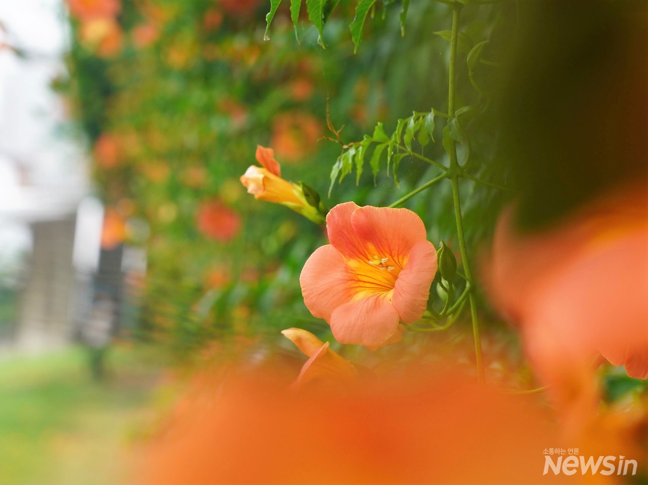 능소화의 꽃말은 ‘여성’‘명예’라고 하는데 정말 아름다운 여성같은 꽃이다