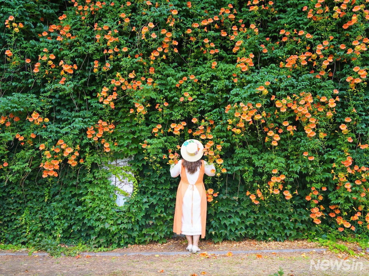 능소화가 아름다울까? 여인이 아름다울까?