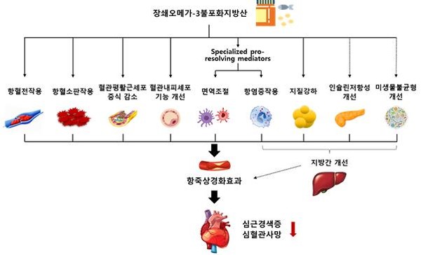 오메가3가 동맥경화증을 억제하고 심혈관위험을 낮추는 기전.