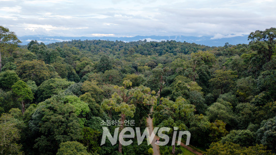 ▲징마이산(景邁山) 다핑장(大平掌) 고대차림의 일부를 담은 드론 사진.