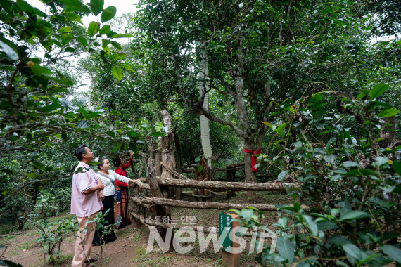 ▲징마이산 다핑장 고대차림의 차신수(神樹)