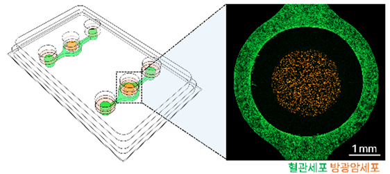 3차원 생체칩 이미지. 혈관과 암세포를 시간차 배양이 가능하고 샘플 회수 및 분석이 용이하다.