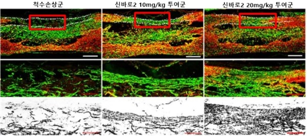 [사진설명]붉은색으로 표시된척수손상 부위에서 신바로2투여군의세포 축삭성장을 확인할 수 있다