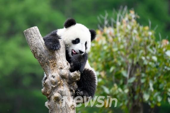 ▲중국 자이언트 판다 보호연구센터 워룽 선수핑 기지에서 자이언트 판다가 놀고 있다. (사진=신화통신)