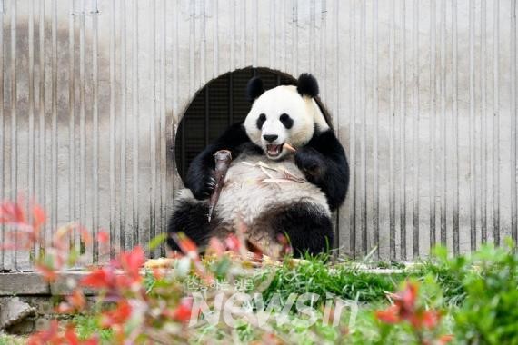 ▲중국 자이언트 판다 보호연구센터 워룽 선수핑 기지에서 자이언트 판다가 먹이를 먹으며 놀고 있다. (사진=신화통신)
