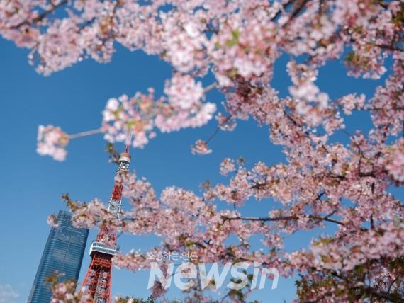 ▲지난달 13일 일본 도쿄에서 촬영한 도쿄타워와 만개한 벚꽃. (자료사진=신화통신)