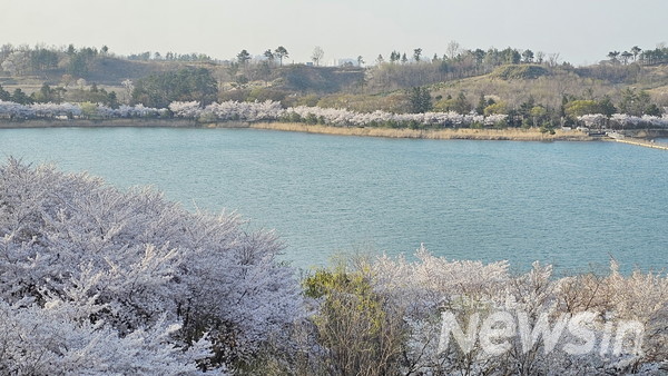 영랑호 벚꽃거리(사진=정경호 기자)