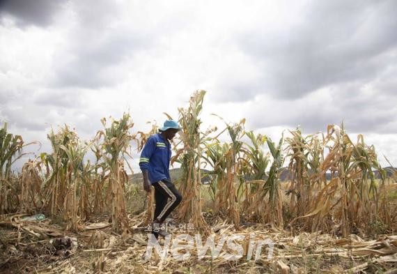 ▲지난달 3일 짐바브웨 수도 하라레 근교 옥수수밭에서 한 농민이 작물 성장 상태를 살펴보고 있다. (사진=신화통신)