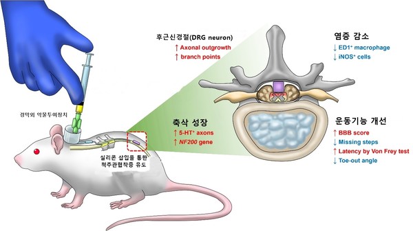 [사진설명] 척추관협착증 신바로2약침 경막외 투여 실험 모델