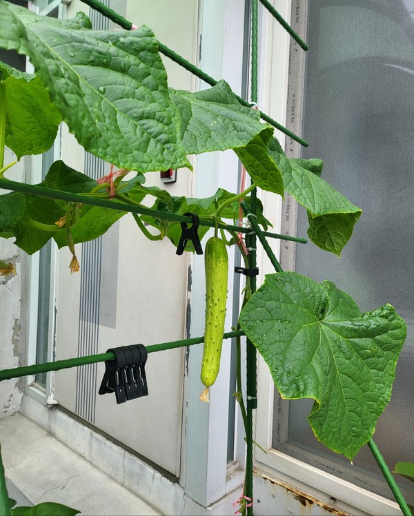 어느 집 정원수 오이나무. (사진=장재필 사진 수집가)