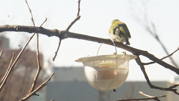 집 마당 감나무 등박새 둥지. (사진=박정호 화물복지재단 사무국장)