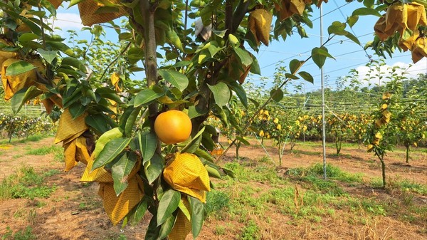 탐스럽게 익어가는 배. (박향순 성우농장, 울산 울주군 소재)