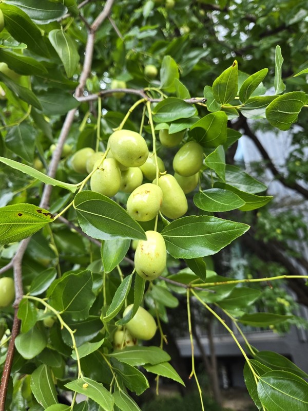 아파트 마당에 탐스럽게 익어가는 대추(장재필, 사진 수집가)