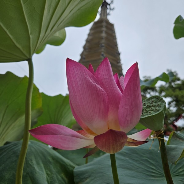서울 종로 조계사 내 연꽃 마당(장재필, 사진 수집가)