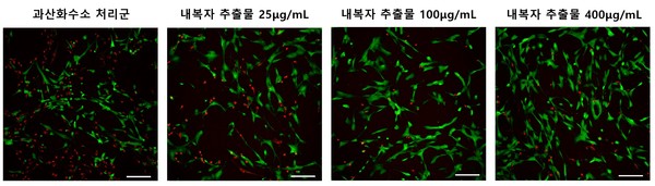 [사진설명]내복자 추출물 투여에 따라 수핵세포 생존율이 높아지고 있다