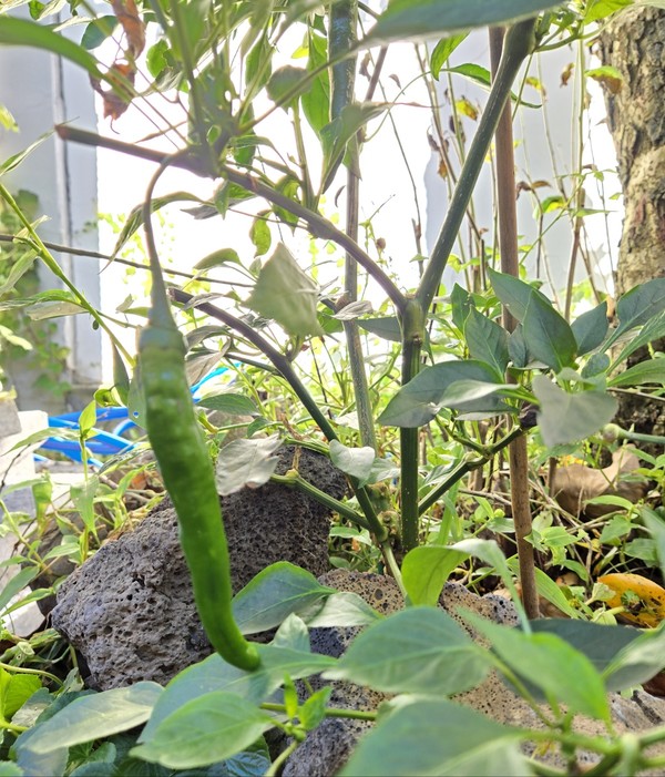 종로구 인사동 수연 식당 앞 고추밭 (시인·사진 수집가 장재필)