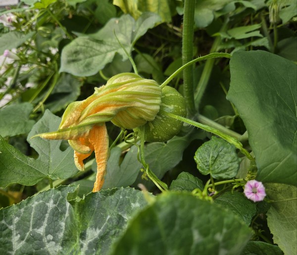 성북구 석관동 황금시장 담장 호박 넝쿨(시인·사진 수집가 장재필)