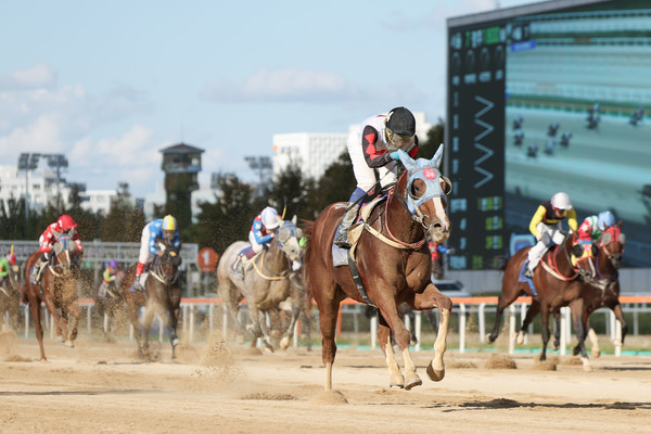 (기획1)(사진)제40회 일간스포츠배 대상경주 우승마 늘가을과 이혁기수