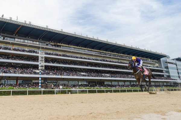 (사진)대통령배 우승마 글로벌히트와 김혜선기수 결승선 통과