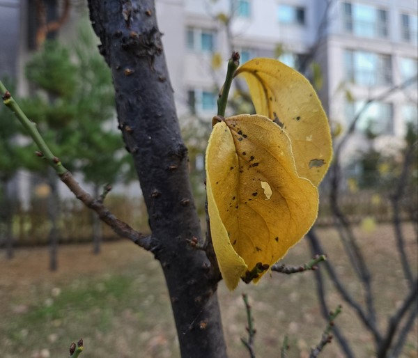 서울 장위동 노란단풍 벚꽃나무. (시인·사진 수집가 장재필)