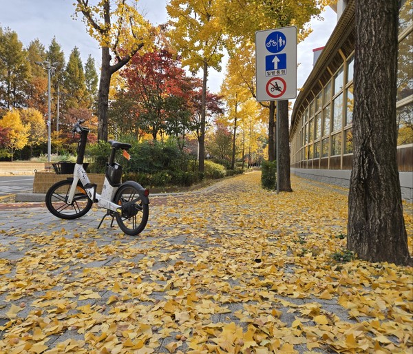서울 한천로길 노란 단풍나무 (시인·사진 수집가 장재필).