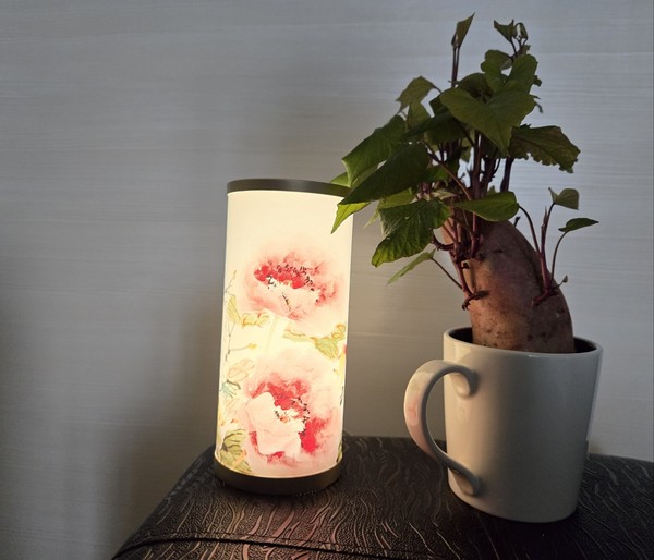 새롭게 빛을 발하는 새싹 고구마(시인·사진 수집가 장재필).