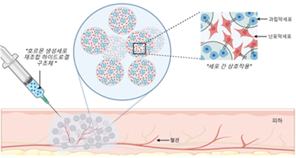 난소에서 채취한 세포들을 하이드로겔 구조체에 담은 후 쥐의 피하에 주사하는 그림. 세포 간 상호작용으로 호르몬을 스스로 생성한다.