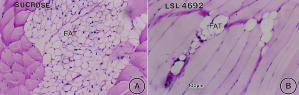 (A) 물을 먹인 쥐의 세포 내 근육 다발에 지방 세포가 축적됨.(B) C.A.F. 로 처리된 물을 먹은 쥐의 골격근에서 세포 내 지방 세포가 감소된 모습.Dept. of Pathology, Univ. of Washington, USA