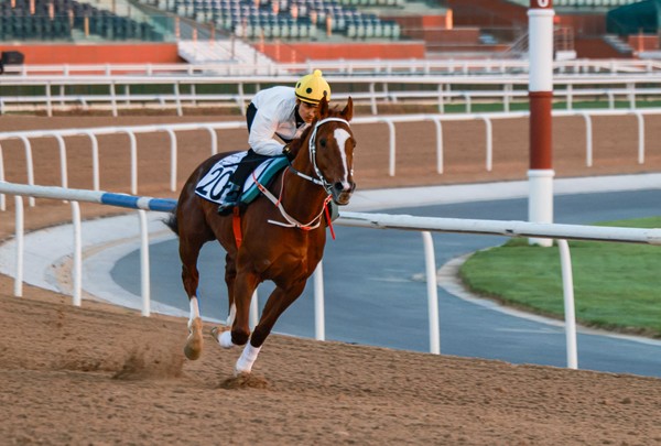 (사진)두바이 메이단 경마장 새벽조교중인 심장의고동과 문세영기수