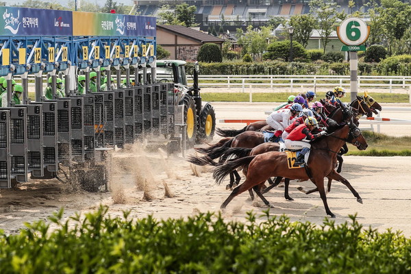 (사진)2025년 경마시행계획 발표_사진은 서울경마장 경주마 출발장면