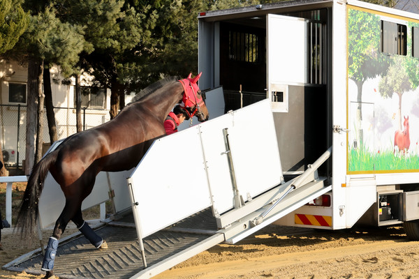 (사진)1월 8일 렛츠런파크 서울에서 인천국제공항으로 이동하는 글로벌히트