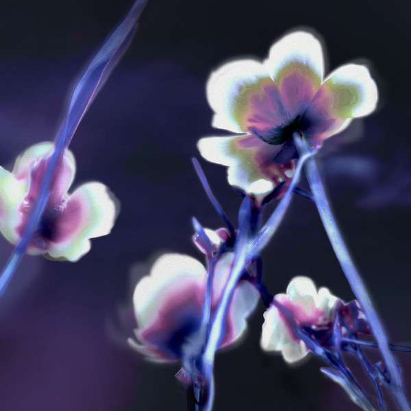 임지우_DS_달맞이꽃_3000