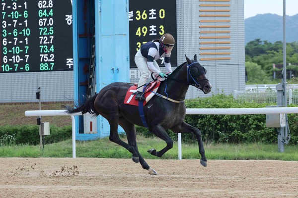 (사진)24년 6월 30일 제8경주 Owners Cup 우승마 '스피드영'