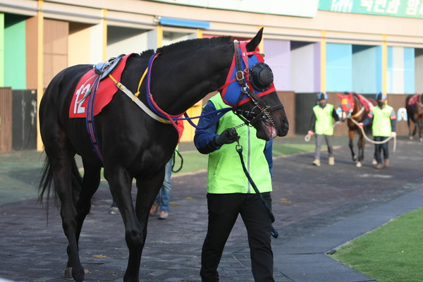 (사진)22년 12월 4일 브리더스컵(G2) 출전마 '나올스나이퍼'