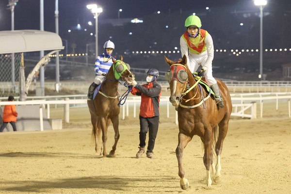 (사진)25년 1월 12일 신년 첫 1등급 경주 우승마 '빈체로카발로'