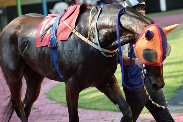 (사진)24년 9월 7일 제주특별도지사배(G3) 출전마 '크라운함성'