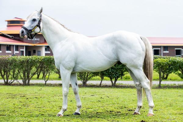 (사진2)제주목장 씨수말 '한센'